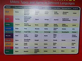 Millets Types and Name in Different Languages